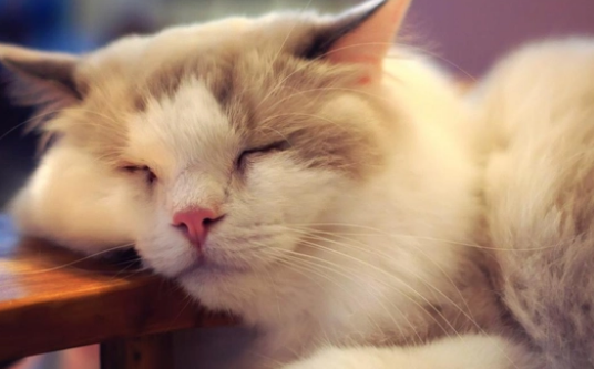 猫一个星期可以吃多少次猪肝