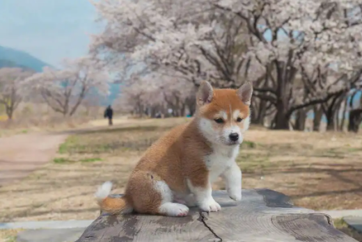 柴犬秋田犬区别在哪？来这看看就清楚了！