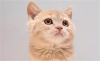 猫一般吃多少猫粮正常
