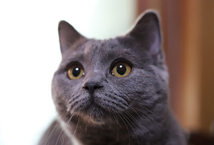 猫咪预产期到了没反应 猫咪预产期到了没反应