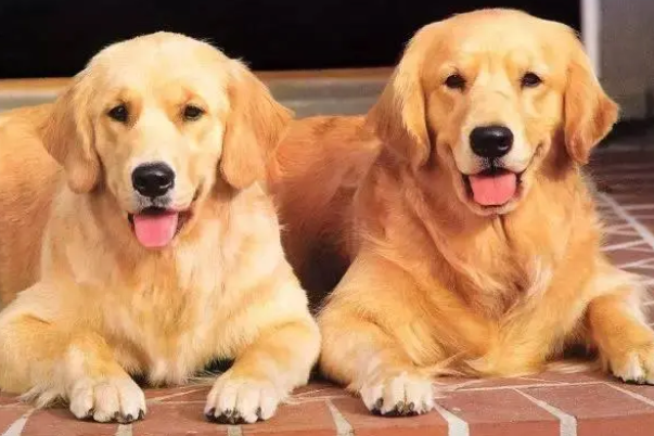 金毛狗狗多大算成犬？这篇文章可以看看