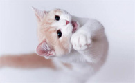 猫身上跳蚤和狗跳蚤一样吗