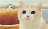 猫咪可以吃香蕉吗