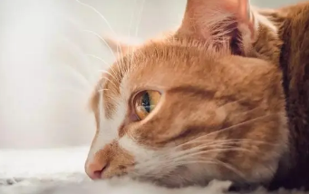 刚满月的猫咪拉稀怎么办