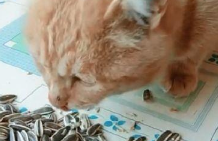 为什么猫爱吃瓜子?猫咪能吃瓜子吗?答案都在这 为什么猫爱吃瓜子?猫咪能吃瓜子吗?答案都在这