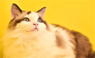 猫的嘴边缘像溃疡一样怎么办