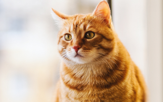 猫拉稀是不是要死了 猫拉稀是不是要死了