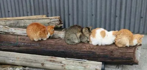 猫:听说你在外面到处造谣说我死了?? 猫:听说你在外面到处造谣说我死了??