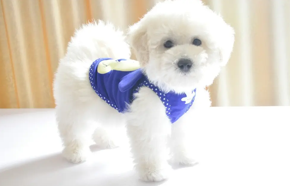 比熊能吃榴莲吗为什么 比熊能吃榴莲吗为什么