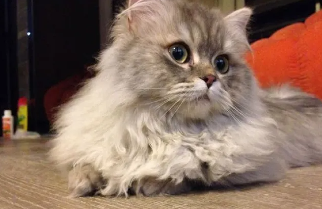 高地和拿破仑猫的区别?不清楚的看这里~ 高地和拿破仑猫的区别?不清楚的看这里~