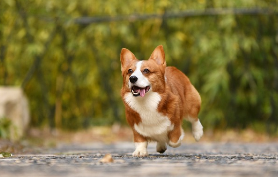柯基犬是小型犬吗？屁股扭一扭好可爱