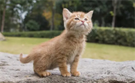 小猫可以吃蛋黄吗