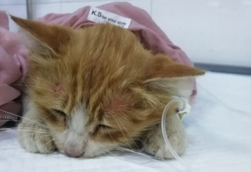 猫瘟会传染给人吗 猫瘟会传染给人吗