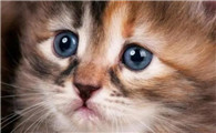 猫能吃能喝但精神不好