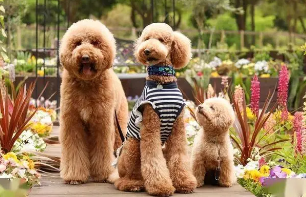 贵宾犬多少钱一条 贵宾犬多少钱一条