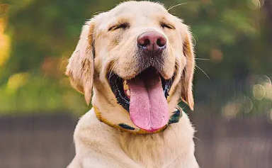 如何辨别金毛幼犬是否纯正?快来get一下! 如何辨别金毛幼犬是否纯正?快来get一下!