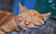 猫身上有摸到硬疙瘩怎么回事