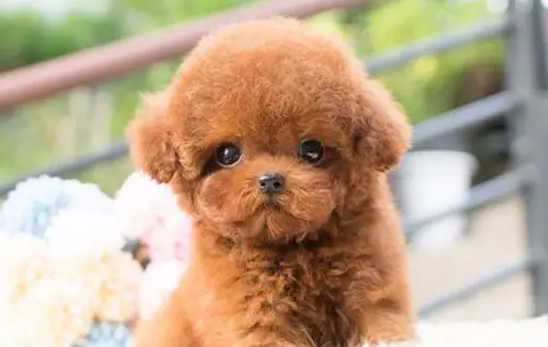 泰迪犬要怎么训练？新手铲屎官必看！