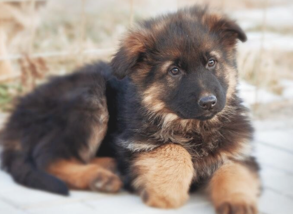 德牧犬鼻子干是怎么回事