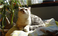 猫粮可以和米饭一起给猫吃吗