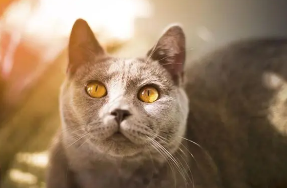 猫咪晕车了怎么缓解 猫咪晕车了怎么缓解