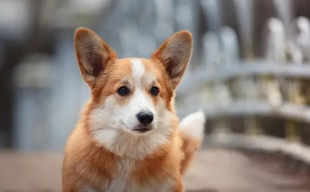 純種柯基犬是