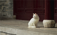 猫咪产前几天流分泌物怎么回事