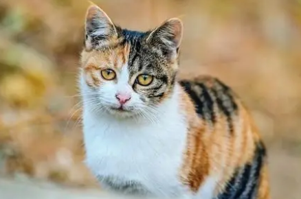 猫咪怎么分辨公母 猫咪怎么分辨公母