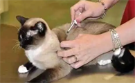 小猫咪身上好多跳蚤怎么办