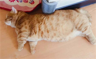 猫怀孕后会吐吗?