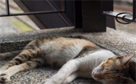 猫咪喜欢躲在角落里是为什么