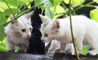 猫拉肚子会自愈吗