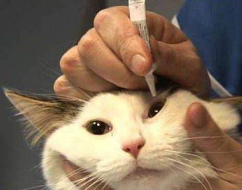 小猫的眼睛一直流脓,应该怎么治