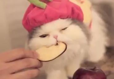 猫可以吃什么水果