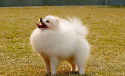 博美犬总是喘咳是什么原因引起的