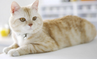 猫身上一直在轻微的抖怎么办