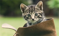 50天小猫吐了是怎么回事啊
