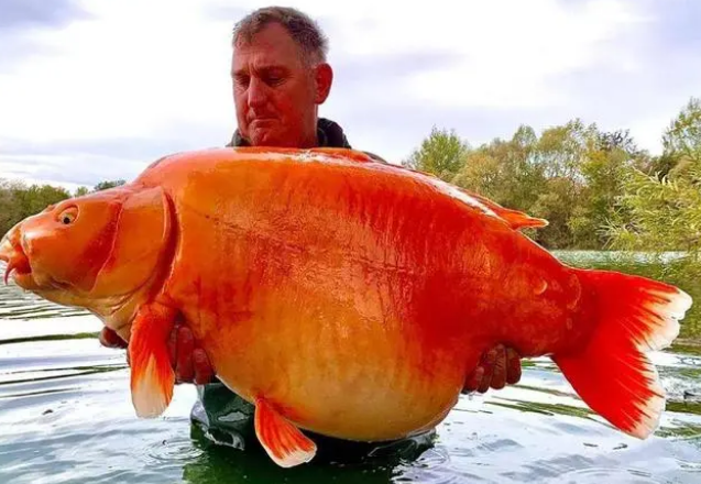 世界上最大的金鱼被钓上岸！重30公斤，已活了20年