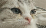 小猫有泪痕是什么问题引起的