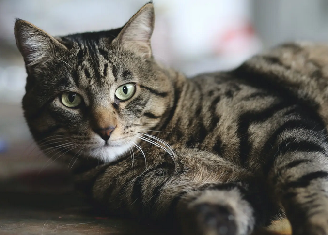 猫吃有点咸的东西碍事吗