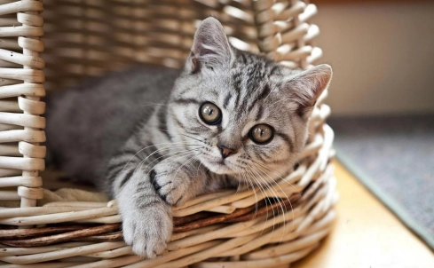 不知道怎么选猫粮,进口nulo猫粮值得一试 不知道怎么选猫粮,进口nulo猫粮值得一试