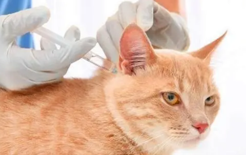 宠物猫需要打狂犬疫苗吗