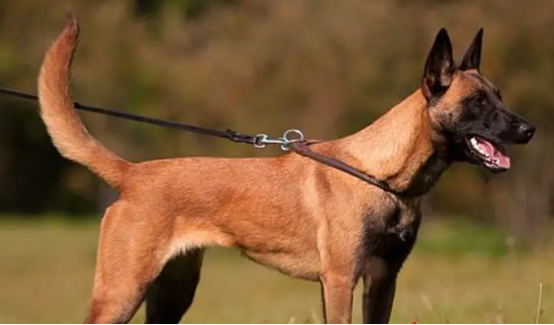 马犬是什么狗的后代？看看它的来历介绍
