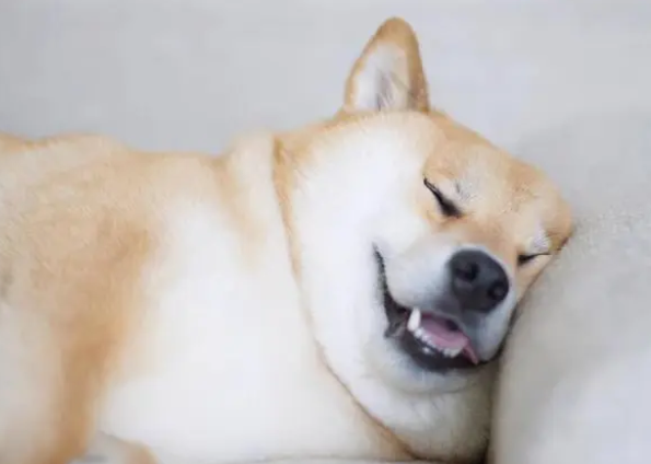 狗吃了老鼠药会多久死