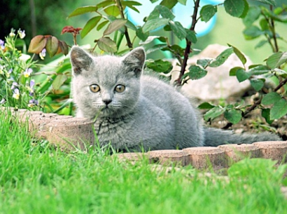 小奶猫多久喂一次食