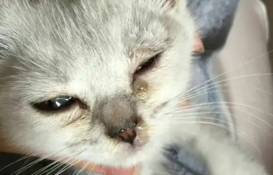 猫流眼泪是因为伤心吗 猫流眼泪是因为伤心吗