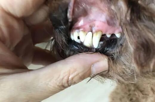 狗狗有牙垢口臭怎么办啊