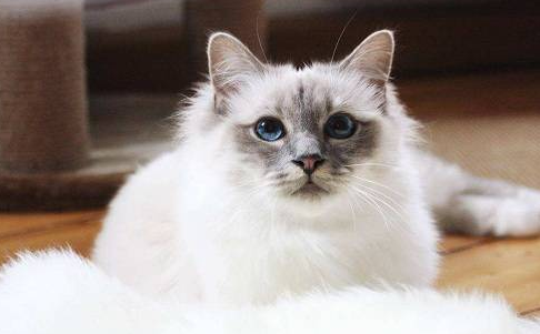 猫拉肚子要不要禁食啊