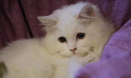 猫毛过敏能自愈吗 猫毛过敏能自愈吗