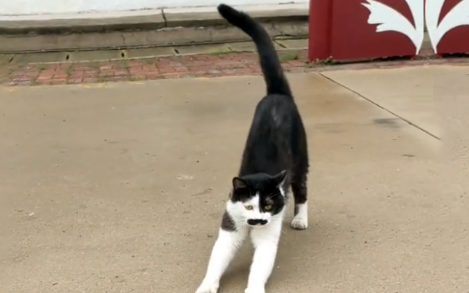 那只被人类伤害,失去两只前爪的流浪猫,被救后依然选择信任人类 那只被人类伤害,失去两只前爪的流浪猫,被救后依然选择信任人类
